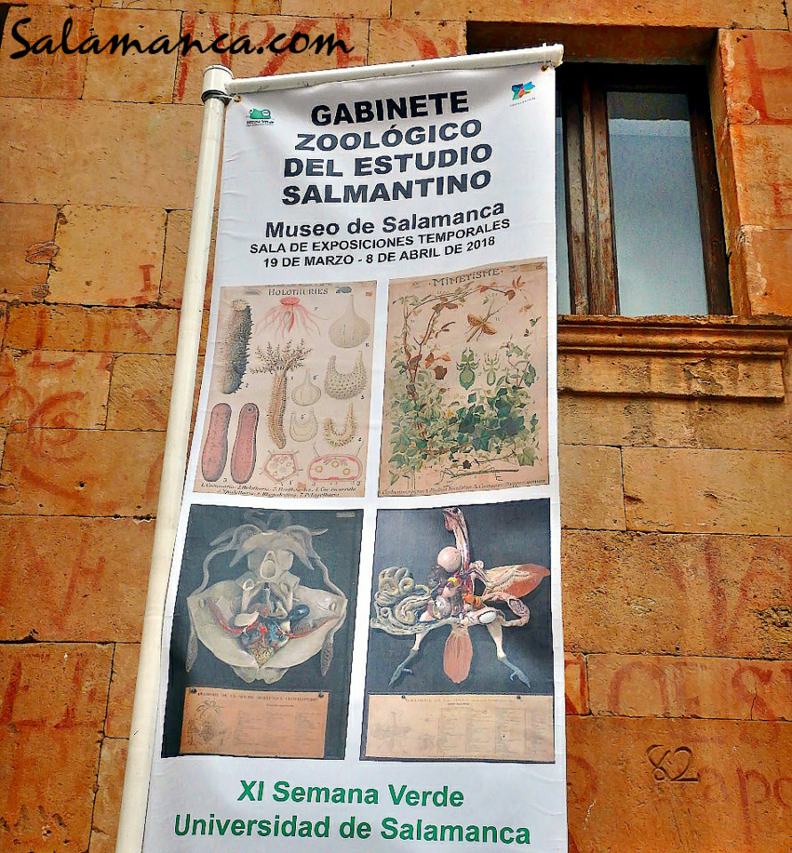 Museo de Salamanca Gabinete Zoológico del Estudio Salmantino Marzo abril 2018