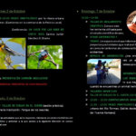 Salamanca Día de las Aves 2018 5-7 Octubre