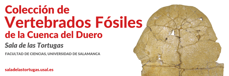 Ciencias y Ciencias Químicas Colección de vertebrados fósiles en la Cuenca del Duero Salamanca 2019-2020