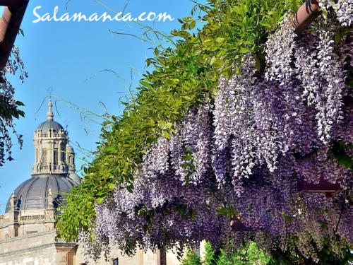 Salamanca, desde la calle Balmes (II)