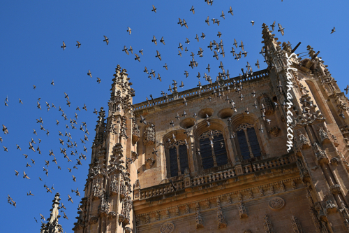 Y cien palomas... Catedral Nueva