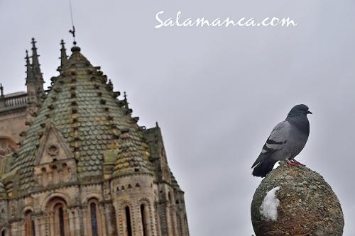 Salamanca, paloma y gallo