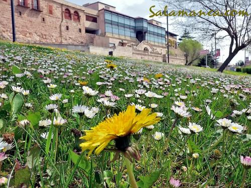 Salamanca y Casa Lis... De primavera